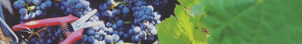 vae bts viticulture oenologie