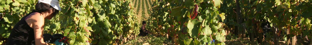 vae certification technicien viticulture oenologie